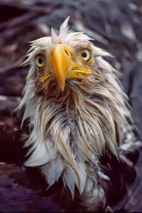 All In The Wild Gallery